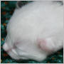 clcik to see Otis's page