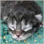click to see Ophelia's page