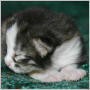 click to see Olivia's page
