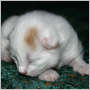 click to see Opal's page