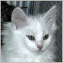 click here to see photos of Thorgrim, grown up