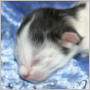 click to see photos of Linden