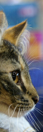 A Norwegian kitten's regal and distinguished profile