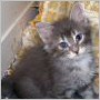 click here to see Loki's page