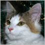 click here to see Pollyanna's page