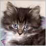 click here to see Queen Ana's page