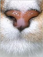 a close-up of Ringo's nose!