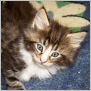 click here to see Ringo's page