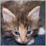 click here to see Rosanna's page