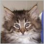 click here to see Forest Elke's page