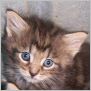 click here to see Shadow's page