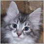 click here to see Lightning Knight's page