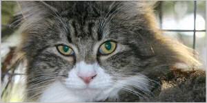 Click here to see Titania's page