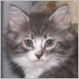 click here to see Tribble's page