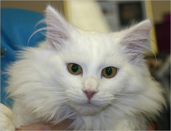 Click here to see beautiful Borealis Ulysses own page