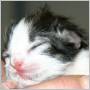 little 'Star, just 12 hours old