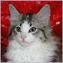 click here to see Xanadu's page