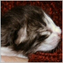 click here to see Yolanda's page