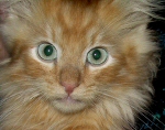 A very wide-eyed Borealis Fergus.   Click here, to see his page...