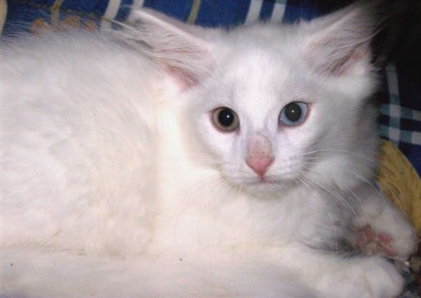 Smogen - an odd-eyed white kitten