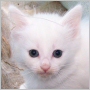 click here to see Ubba's page