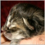 click here to see Yani's page
