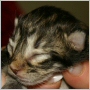 click here to see Yoko's page