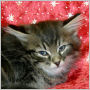 click to see more pictures of Zorro