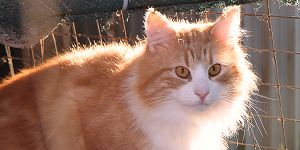 click here to see Borealis Topaz's page