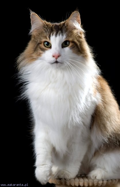 Fantazija Dumny Kot Pedigree - Borealis Norwegian Forest Cats