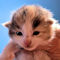 Whisky