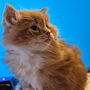 click to see details about Victor