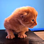 click to see details about Wesley