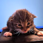 click to see details about Whisper