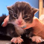 click to see details about Wingman