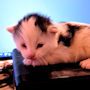 click to see details about Yorkie